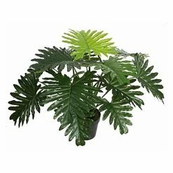Stoneleigh Roberson Philodendron With Pot 60cm