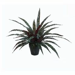 Stoneleigh Roberson Calathea Insignis With Pot 50cm Red/Green