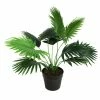 Stoneleigh Roberson Fan Palm With Pot 50cm Green 2 Stoneleigh Roberson Fan Palm With Pot 50cm Green -Outlet Home Store RMA 953454