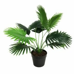 Stoneleigh Roberson Fan Palm With Pot 50cm Green